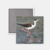 Black-Necked Stilt Magneet (Voorkant / Achterkant)