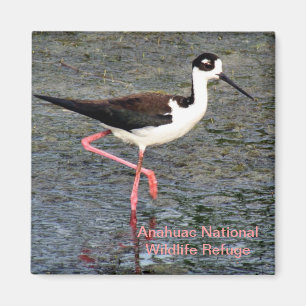 Black-Necked Stilt Magneet