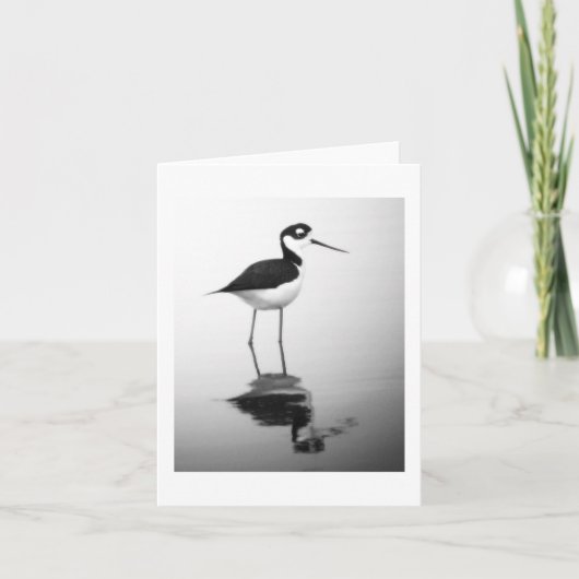 Black-necked Stilt Notecard Kaart (Voorkant)