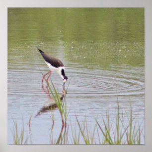 Black-Necked Stilt Poster