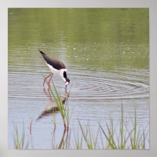 Black-Necked Stilt Poster (Voorkant)