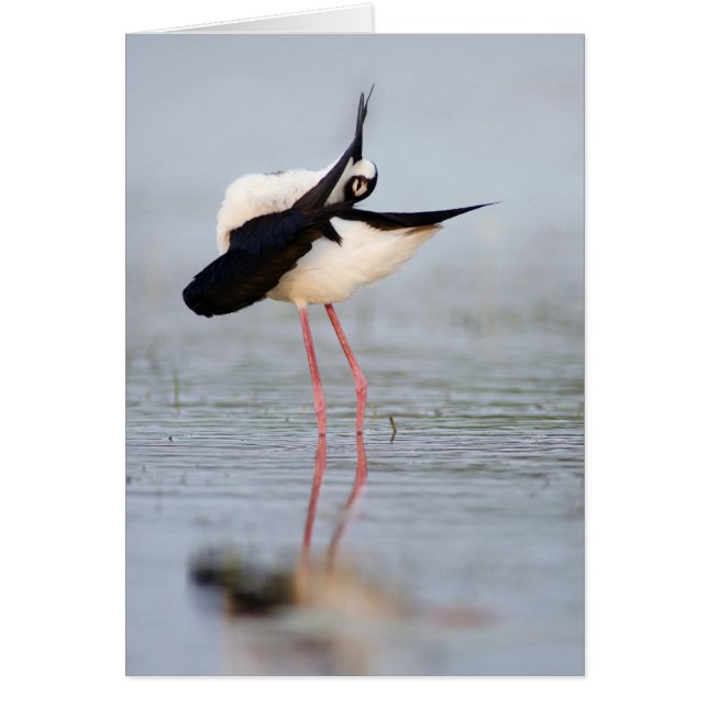 Black-necked Stilt Preening (Voorkant)
