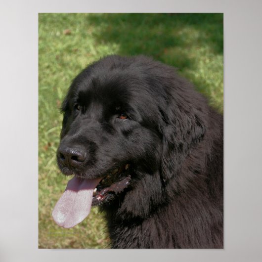 Black Newfoundland Dog Poster (Voorkant)