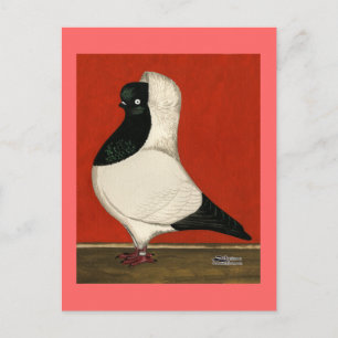 Black Nun Pigeon Briefkaart