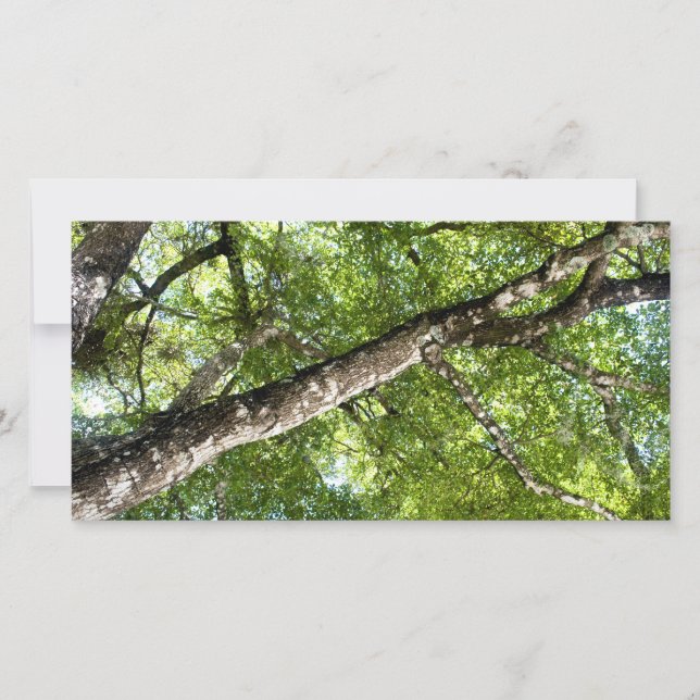 BLack Olive Tree Canopy (Voorkant)