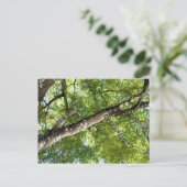 BLack Olive Tree Canopy Briefkaart (Staand voorkant)