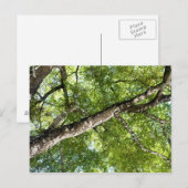 BLack Olive Tree Canopy Briefkaart (Voorkant / Achterkant)