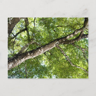 BLack Olive Tree Canopy Briefkaart
