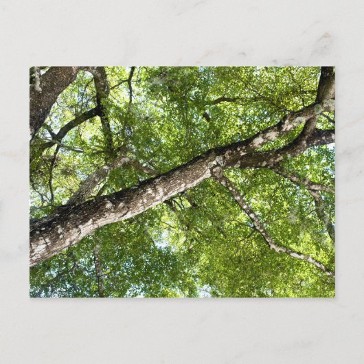 BLack Olive Tree Canopy Briefkaart (Voorkant)