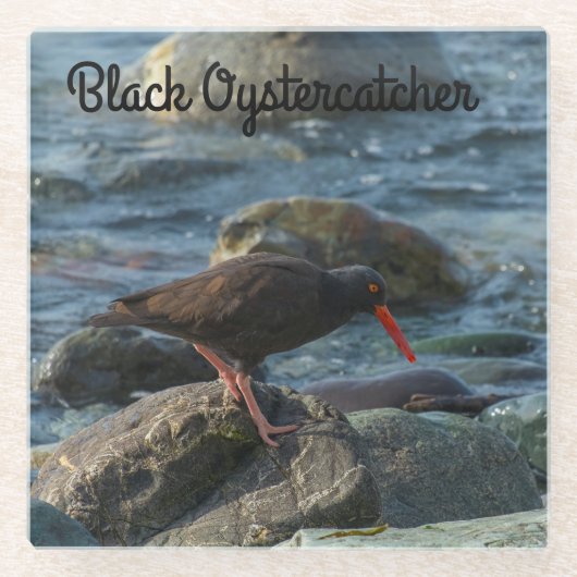 Black Oystercatcher Glazen Onderzetter (Voorkant)