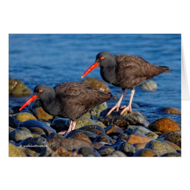 Black Oystercatcher See, Black Oystercatcher do (Voorkant Horizontaal)