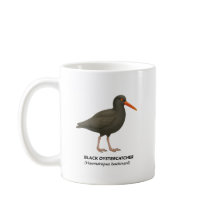 Black Oystercatcher - Vogels van Californië