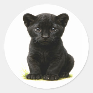 Black Panther Cub met grote ogen Ronde Sticker