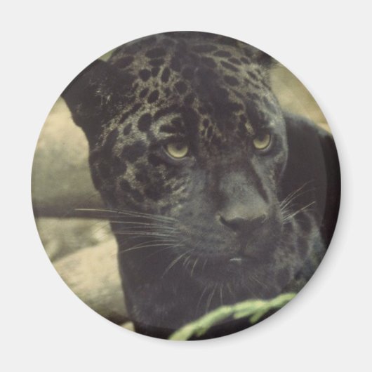 Black Panther Magnet Magneet (Voorkant)