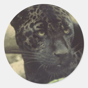 Black Panther Stickers