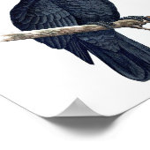 Black Parrot No.12 Antiek Bird Repro Print (Hoek)