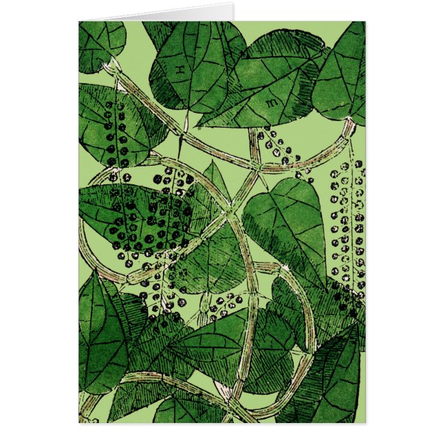 Black Pepper Plant, 1578 (Voorkant)