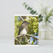 Black Phoebe Briefkaart (Staand voorkant)