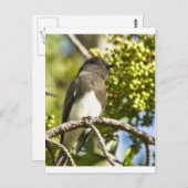 Black Phoebe Briefkaart (Voorkant / Achterkant)