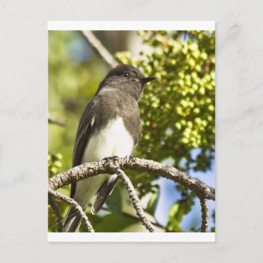 Black Phoebe Briefkaart (Voorkant)