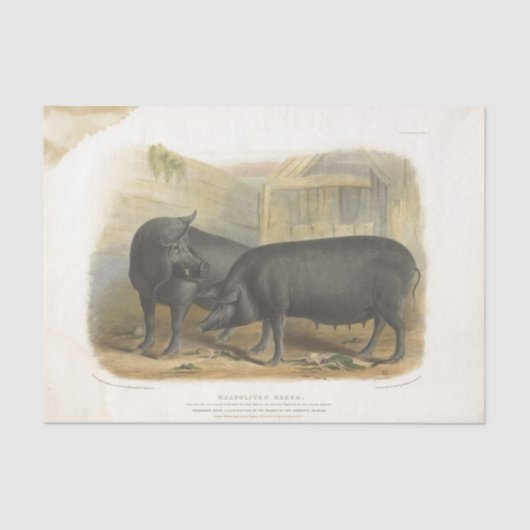 Black Pigs Ephemera Decoupage  Boerderij Tissuepapier (Voorkant)