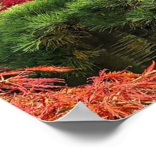Black Pine Tree en Red Japans Maple Photo Poster (Hoek)