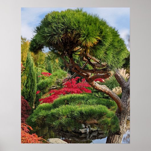 Black Pine Tree en Red Japans Maple Photo Poster (Voorkant)