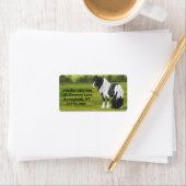 Black Pinto Piebald Gypsy Vanner Draft Horse Etiket (Insitu)