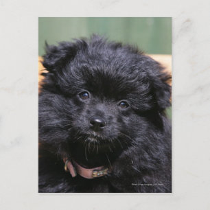 Black Pomeranian Puppy Briefkaart