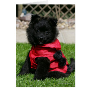Black Pomeranian Puppy die camera's bekijkt