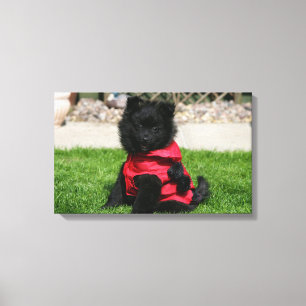 Black Pomeranian Puppy die camera's bekijkt Canvas Afdruk