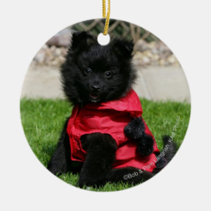Black Pomeranian Puppy die camera's bekijkt Keramisch Ornament