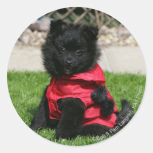 Black Pomeranian Puppy die camera's bekijkt Ronde Sticker