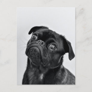 Black Pug Briefkaart
