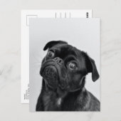 Black Pug Briefkaart (Voorkant / Achterkant)