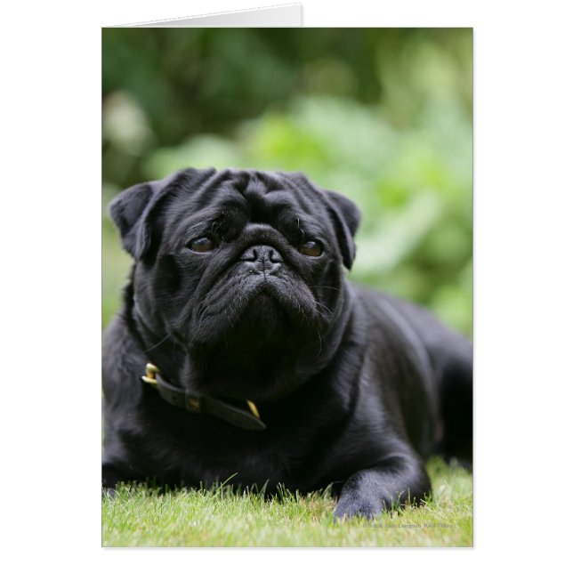Black Pug Laing Down (Voorkant)