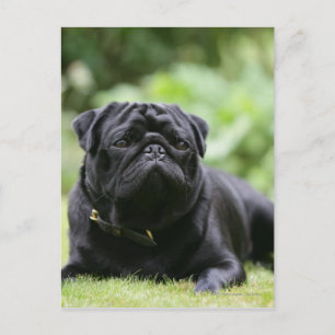 Black Pug Laing Down Briefkaart