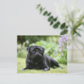 Black Pug Laing Down Briefkaart (Staand voorkant)
