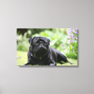 Black Pug Laing Down Canvas Afdruk