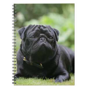 Black Pug Laing Down Notitieboek