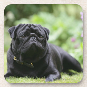 Black Pug Laing Down Onderzetter
