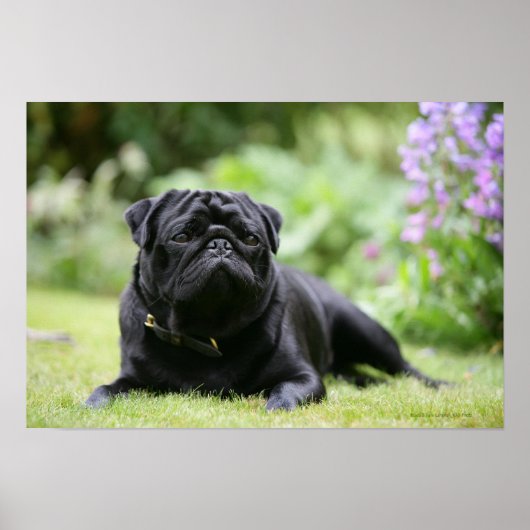 Black Pug Laing Down Poster (Voorkant)