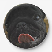 black pug licking papieren bordje (Voorkant)