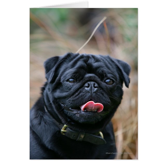 Black Pug Panting terwijl het bekijken van Camera (Voorkant)