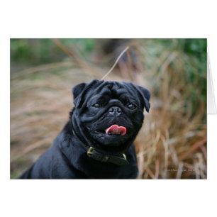 Black Pug Panting terwijl het bekijken van Camera