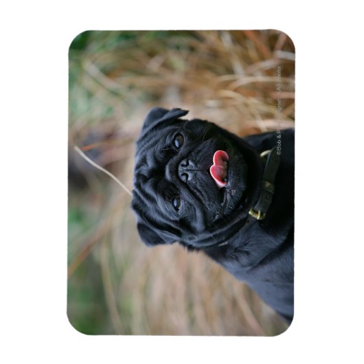 Black Pug Panting terwijl het bekijken van Camera Magneet (Verticaal)