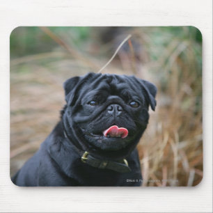 Black Pug Panting terwijl het bekijken van Camera Muismat