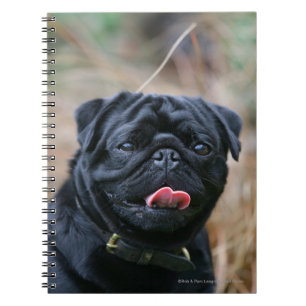 Black Pug Panting terwijl het bekijken van Camera Notitieboek