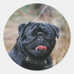 Black Pug Panting terwijl het bekijken van Camera Ronde Sticker