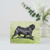 Black Pug Panting tijdens het lopen Briefkaart (Staand voorkant)